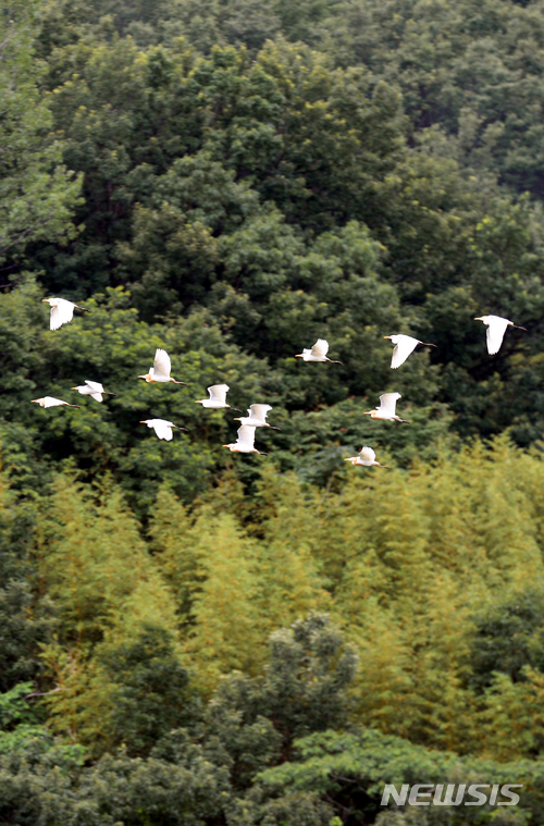 【남해=뉴시스】차용현 기자 = 구름이 잔뜩 낀 12일 오전 경남 남해군 남면 한 들녘에서 황로 20여 마 리가 모내기가 끝난 논 위를 날아다니며 먹이활동을 하고 있다. 2018.06.12. con@newsis.com