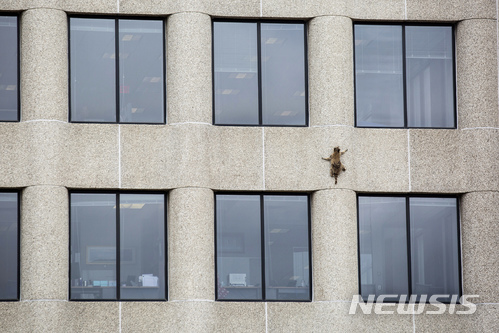 【세인트폴(미 미네소타주)=AP/뉴시스】미 미네소타주 세인트폴에서 12일(현지시간) 야생 라쿤 한마리가 25층짜리 UBS 플라자 외벽을 기어오르고 있다. 이 라쿤은 13일 새벽 25층 꼭대기 옥상에 도착하는데 성공했고, 이후 동물보호 당국에 생포됐다가 야생으로 돌아갔다. 2018.6.14