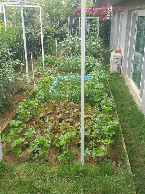 【서울=뉴시스】이모(68)씨가 양귀비를 재배한 현장. 2018.06.15. (사진=구로경찰서 제공) photo@newsis.com