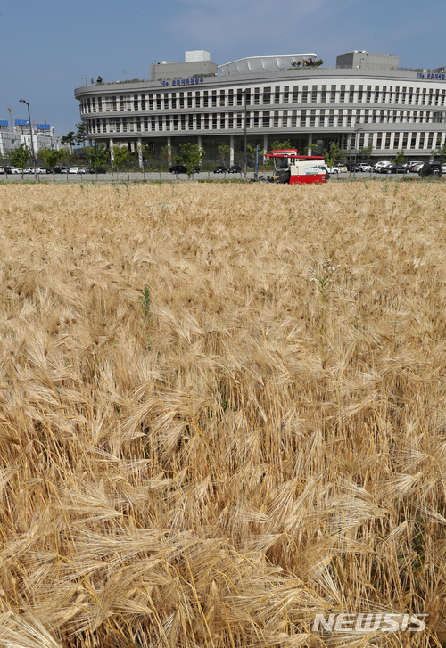 【세종=뉴시스】강종민 기자 = 화창한 날씨를 보인 15일 오전 세종시 어진동 정부세종청사 앞 공터에서 황금빛으로 익은 보리를 LH 관계자들이 수확하고 있다. 2018.06.15.&nbsp; ppkjm@newsis.com