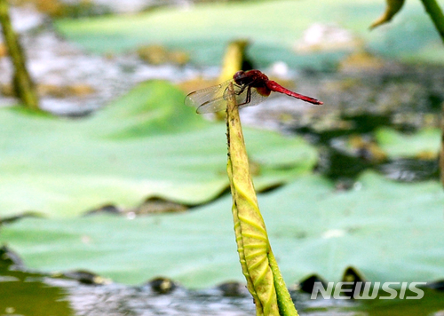 【남해=뉴시스】차용현 기자 = 맑고 화창한 여름날씨를 보인 15일 오후 경남 남해군 삼동면 지족마을 인근 한 습지에 고추잠자리 한 마리가 연잎에 앉아 휴식을 취하고 있다. 2018.06.15. con@newsis.com