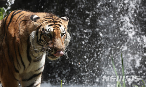 【용인=뉴시스】추상철 기자 = 절기상 하지인 21일 오전 경기 용인시 에버랜드에서 호랑이가 폭포 밑을 거닐며 무더위를 식히고 있다. 2018.06.21. scchoo@newsis.com