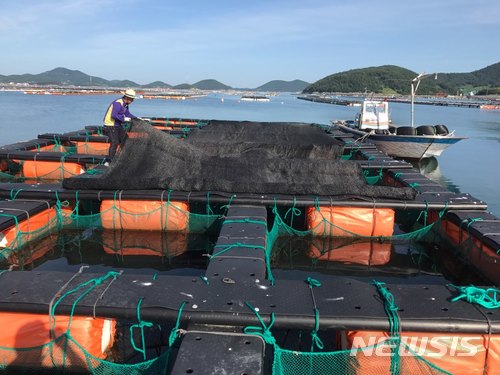 【광주=뉴시스】구길용 기자 = 전남 완도군은 22일 고수온으로 인한 전복피해가 발생하지 않도록 전복가두리 차광막을 지원하고 있다고 밝혔다. 2018.06.22. (사진=완도군 제공)&nbsp; kykoo1@newsis.com 