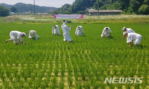 【충주=뉴시스】강신욱 기자 = 22일 충북 충주시 신니면 마수리 들녘에서 충주마수리농요보존회가 마수리농요를 시연하고 있다. 2018.06.22. (사진=충주시 제공) photo@newsis.com