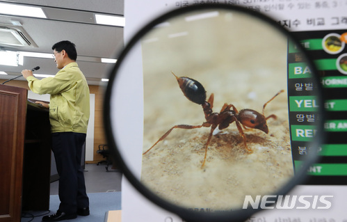 인천항서 붉은불개미 70여 마리 추가 발견…긴급 방제