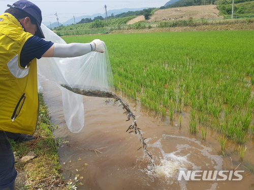 【안동=뉴시스】류상현 기자 = 경북도 토속어류산업화센터 직원이 24일 연구를 위해 논에 미꾸리를 투입하고 있다. 2018.06.25 (사진=경북도 제공)  photo@newsis.com  