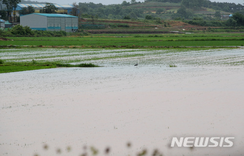【당진=뉴시스】김진아 기자 = 본격적인 장마가 시작된 26일 충남 당진시 석문면의 한 논이 물에 잠겨 있다. 2018.06.26.&nbsp;&nbsp;&nbsp;&nbsp;&nbsp; bluesoda@newsis.com
