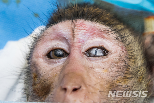 【세종=뉴시스】왼쪽 눈(사진에 보이는 오른쪽 눈)에 돼지 '믿음이' 각막을 이식받은 원숭이. 2018.06.27. (사진= 농촌진흥청 제공)