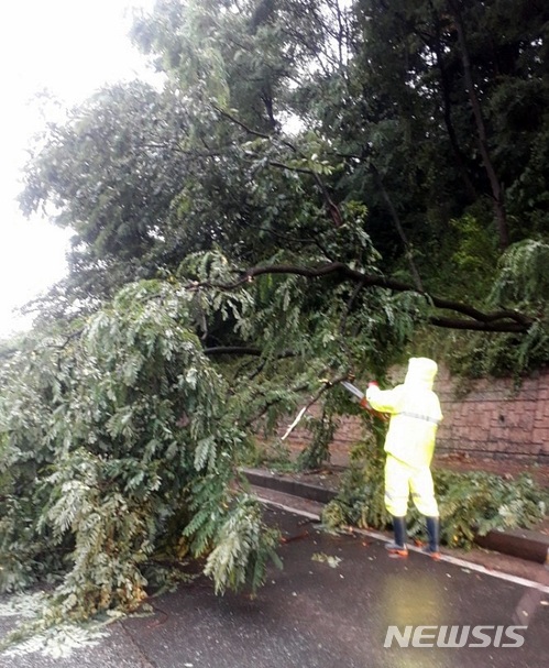 【군산=뉴시스】윤난슬 기자 = 27일 오전 4시 50분께 전북 군산시 대야면 한 도롯가에 있던 4∼5ｍ 높이 가로수가 비·바람을 이기지 못하고 쓰러져 있다. 2018.06.27.(사진=군산시 제공) photo@newsis.com