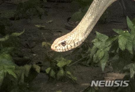 [원추 오늘의운세]뱀띠, 힘껏 가다 보면 하늘에도 오를 수 있다 