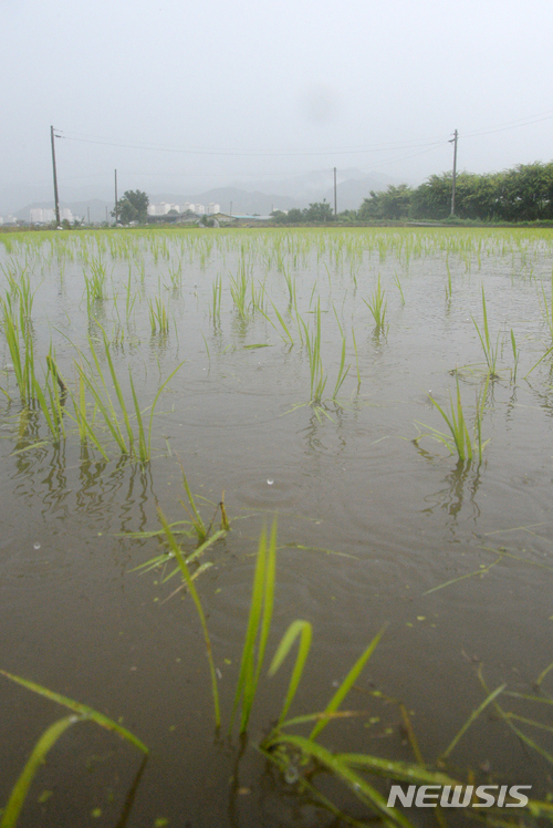 【완주=뉴시스】 김얼 기자 = 전국적으로 장마가 지속된 2일 전북 완주군 봉동읍 고천리 일대의 한 논이 폭우로 물에 잠겨 있다. 2018.07.02 pmkeul@newsis.com