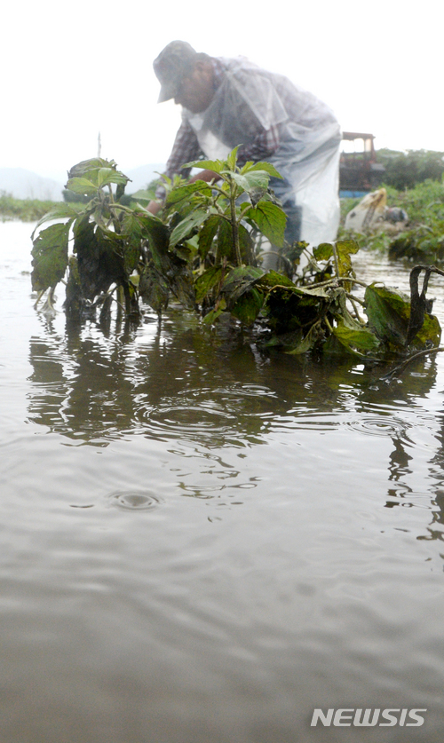 【완주=뉴시스】 김얼 기자 = 전국적으로 장마가 지속된 2일 전북 완주군 봉동읍 고천리 일대의 한 농민이 폭우로 썩은 참깨를 매만지며 안타까워 하고 있다. 2018.07.02 pmkeul@newsis.com