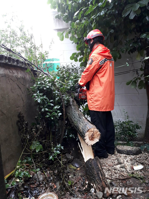【부산=뉴시스】 하경민 기자 = 제7호 태풍 '쁘라삐룬'이 북상 중인 3일 오전 부산 서구 남부민동에서 강풍으로 인해 나무가 인도로 쓰러져 소방대원이 제거하고 있다. 2018.07.03. (사진=부산소방본부 제공) yulnetphoto@newsis.com 