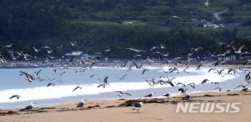 【남해=뉴시스】차용현 기자 = 3일 오후 제7호 태풍 '쁘라삐룬'의 영향으로 강한 바람과 거센 파도가 밀려오고 있는 가운데 경남 남해군 상주은모래비치 해변에는 갈매기 수 백 마리가 날아와 태풍을 피하고 있다. 2018.07.03. con@newsis.com