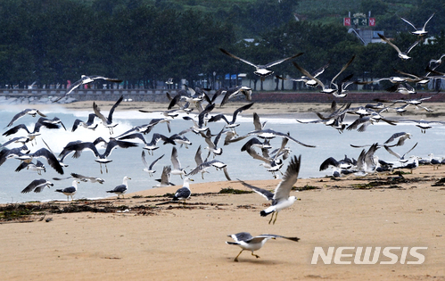 【남해=뉴시스】차용현 기자 = 3일 오후 제7호 태풍 '쁘라삐룬'의 영향으로 강한 바람과 거센 파도가 밀려오고 있는 가운데 경남 남해군 상주은모래비치 해변에는 갈매기 수 백 마리가 날아와 태풍을 피하고 있다. 2018.07.03. con@newsis.com