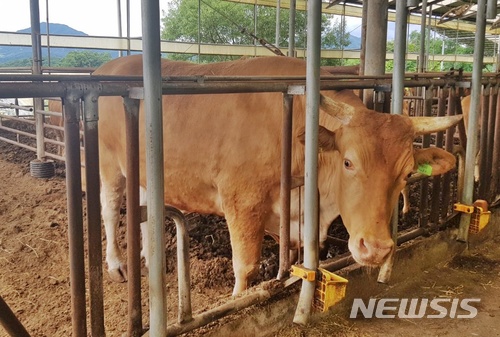 【충주=뉴시스】충주시 엄정면 방승환씨 농가 한우. (사진=충주시 제공) photo@newsis.com