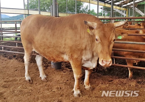 【충주=뉴시스】충주시 엄정면 방승환씨 농가 한우. (사진=충주시 제공) photo@newsis.com