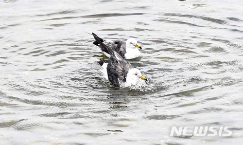 【남해=뉴시스】차용현 기자 = 5일 오후 민물과 바닷물이 만나는 경남 남해군 이동면 신전마을 인근 바닷가에서 갈매기 한 마리가 목욕을 하고 있다. 2018.07.05. con@newsis.com