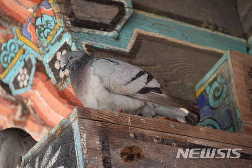 【세종=뉴시스】토종 텃새인 양비둘기. 2018.07.08.(사진 = 환경부 제공)photo@newsis.com