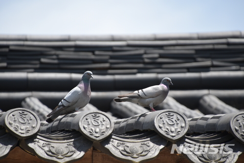 【세종=뉴시스】지붕 위에서 쉬고 있는 양비둘기. 2018.07.08.(사진 = 환경부 제공)photo@newsis.com