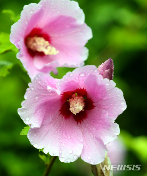 【제주=뉴시스】우장호 기자 = 장맛비가 촉촉히 내린 6일 오후 제주시 연동 제주지방경찰청사 내에 무궁화가 활짝 펴 아름답다. 2018.07.06. woo1223@newsis.com