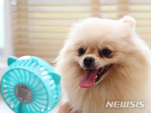 휴대용 선풍기 앞에서 더위를 식히는 반려견. (사진=뉴시스DB)