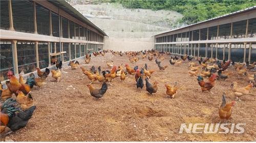 30년 지켜온 토종닭 순계, 공식 종축 등록 완료