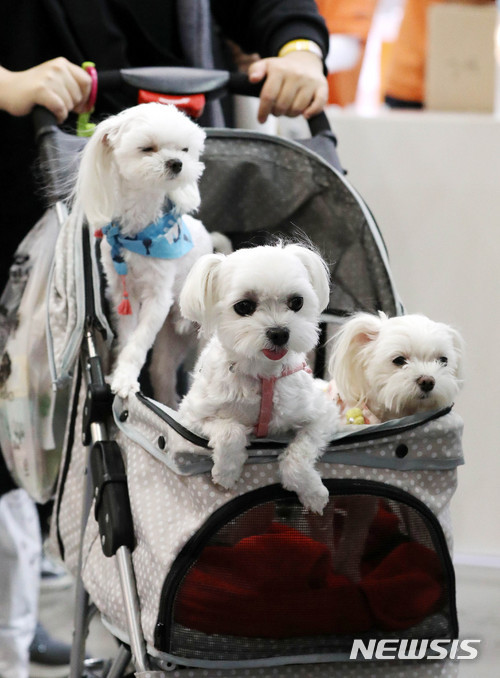 반려동물 유기땐 '범죄자'된다…무허가 강아지공장 단속도 정례화