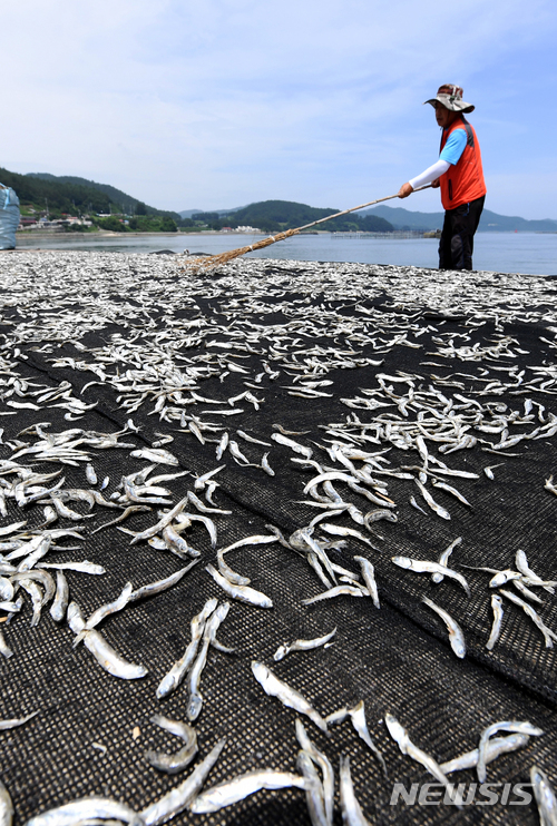 【남해=뉴시스】차용현 기자 = 장마가 잠시 소강 상태를 보이고 있는 10일 오후 경남 남해군 삼동면 인근 방파제에서 한 어민이 죽방렴에서 잡아 올린 멸치를 말리고 있다. 2018.07.10. con@newsis.com
