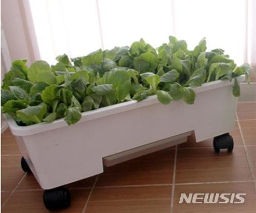 【대구=뉴시스】배소영 기자 = 베란다 텃밭 상자. 2019.03.05. (뉴시스DB) photo@newsis.com