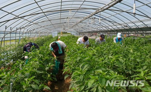 【창원=뉴시스】 홍정명 기자 = 12일 농협중앙회 양산권역보증센터 직원들이 경남 양산지역 한 농가를 찾아 고추 수확 등 일손돕기 봉사 활동을 하고 있다.2018.07.12.(사진=경남농협 제공) photo@newsis.com