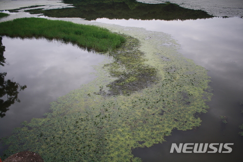【진주=뉴시스】정경규 기자 = 15일 수초가 띠를 형성하고 있는 경남 진주시 금산면 금호지.2018.07.15. jkgyu@newsis.com