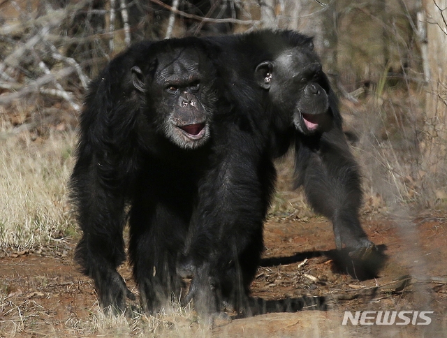 [원추 오늘의운세]원숭이띠, 부부는 멀어지기만 해도 남이다