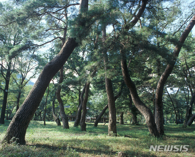 【창원=뉴시스】 홍정명 기자 = 지난 13일 산림청의 '국가산림문화자산'으로 신규 지정된 경남 거창군 북상면 '갈계숲' 전경.2018.07.14.(사진=경남도 제공)  photo@newsis.com