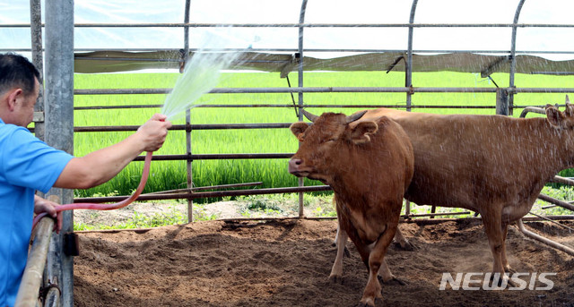 【화천=뉴시스】한윤식 기자 = 전국적으로 찜통더위를 보이고 있는 16일 오후 강원 화천군 하남면 원천리 한 축산농가 주인이 사육하고 있는 한우에 물을 뿌려주고 있다. 2018.07.16.ysh@newsis.com
