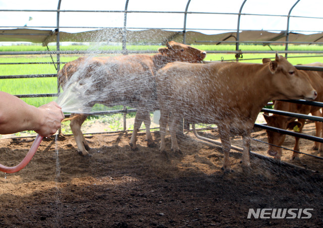 【화천=뉴시스】한윤식 기자 = 전국적으로 찜통더위를 보이고 있는 16일 오후 강원 화천군 하남면 원천리 한 축산농가 주인이 사육하고 있는 한우에 물을 뿌려주고 있다. 2018.07.16.&nbsp; ysh@newsis.com