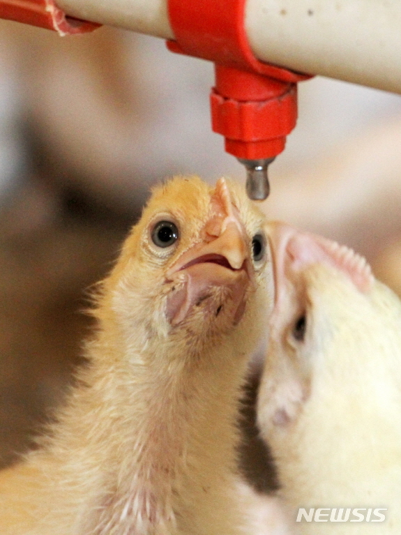 【화천=뉴시스】한윤식 기자 = 폭염이 이어지며 축산농가에 비상이 걸린 17일 오후 강원 화천 하남면 양계장에서 병아리들이 물을 먹고 있다. 2018.07.17. ysh@newsis.com