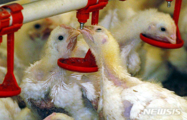 【화천=뉴시스】한윤식 기자 = 사육 중인 병아리. 위 사진은 해당 기사와 직접적 연관이 없음. 2018.07.17. ysh@newsis.com