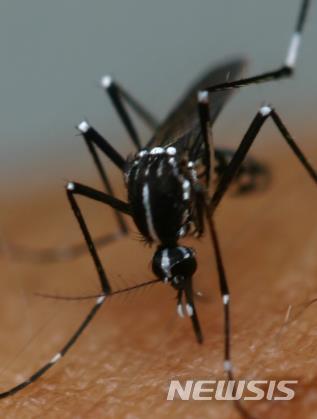 [세종=뉴시스]뎅기열 등을 일으키는 흰줄숲모기. 2018.07.18.(사진 = 질병관리본부 제공)photo@newsis.com