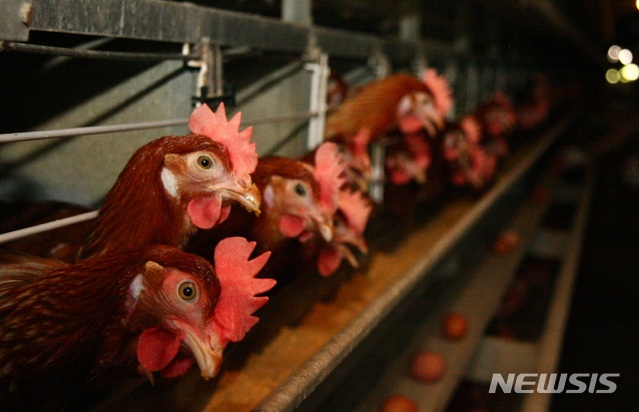  【의성=뉴시스】김진호 기자 = 17일 낮 최고 기온이 37도를 기록한 경북 의성군 안평면 금곡리 소재 양계장에서 산란계 닭들이 먹이를 먹고 있다. 2018.07.18 kjh9326@newsis.com