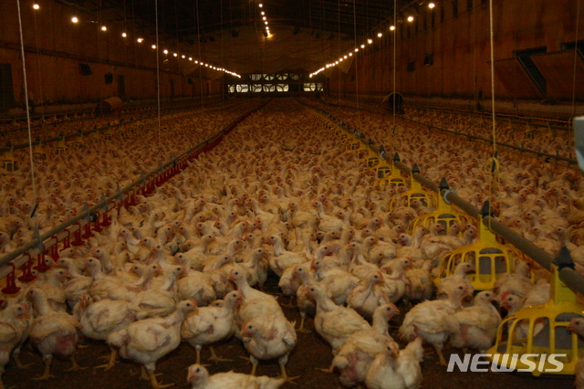  【의성=뉴시스】김진호 기자 = 17일 낮 최고 기온이 37도를 기록한 경북 의성군 금성면 초전리 한 육계농장에 출하를 앞둔 닭들이 모여 있다. 2018.07.18kjh9326@newsis.com