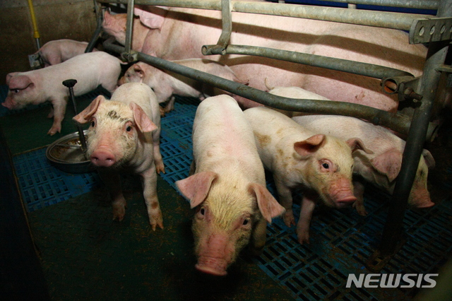  【의성=뉴시스】김진호 기자 = 17일 낮 최고 기온이 37도를 기록한 경북 의성군 단촌면 병방리의 한 양돈농장에서 어미돼지와 새끼돼지들이 축사 안 케이지 안에서 더위를 식히고 있다. 2018.07.18kjh9326@newsis.com