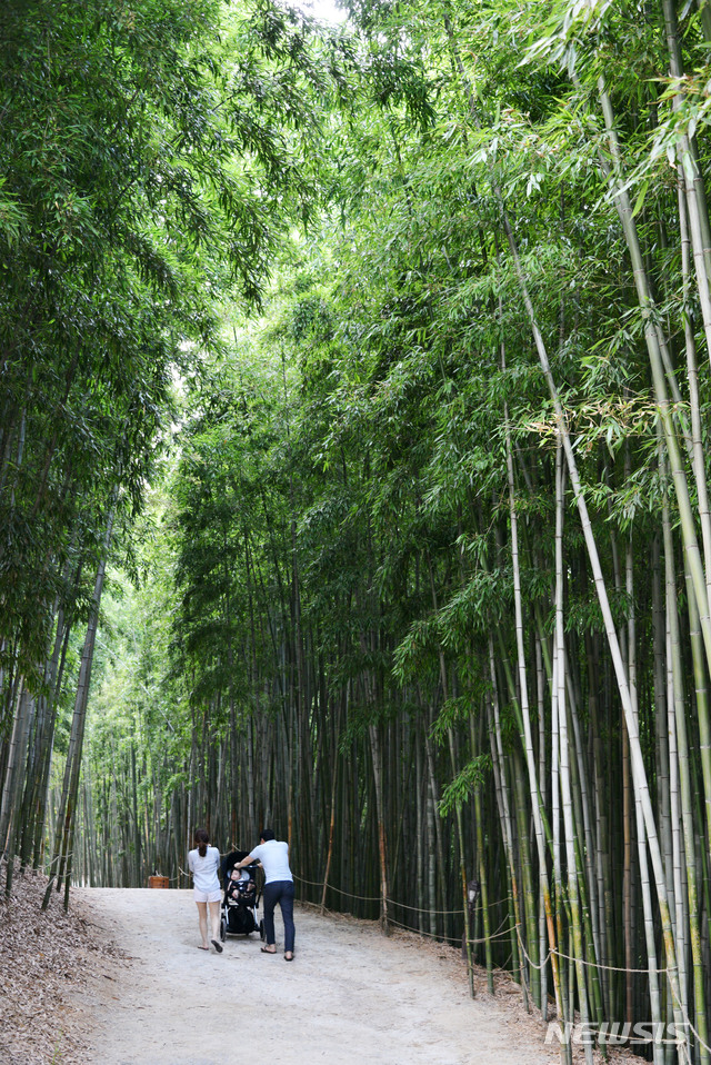 전남 담양 죽녹원 대나무숲. (사진=담양군 제공) photo@newsis.com