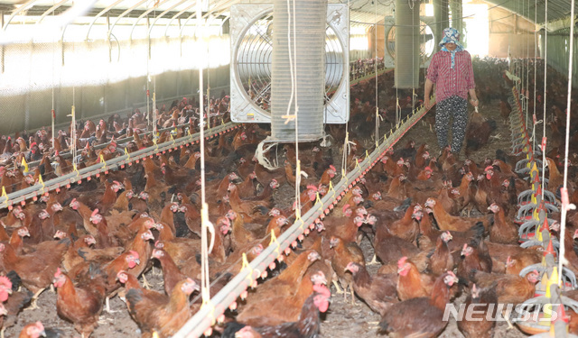 지난 18일 오후 세종시 소정면의 한 양계농가에서 농장주가 더위를 못이기고 죽은 닭들을 골라내고 있다. 뉴시스 사진자료