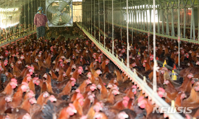 폭염이 기승을 부린 20일 세종시 소정면의 한 양계농장에서 대형 선풍기가 쉴새 없이 돌아가고 있다. 뉴시스 사진자료