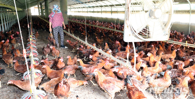 [서울=뉴시스]강종민 기자 = 양계농가에서 농장주가 더위를 못이기고 폐사한 닭을 골라내고 있다. 2018.07.18.&nbsp; ppkjm@newsis.com