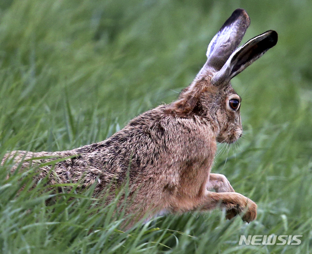 [원추 오늘의운세]토끼띠, 잘된다고 크게 벌여서 성공한 사람 없다