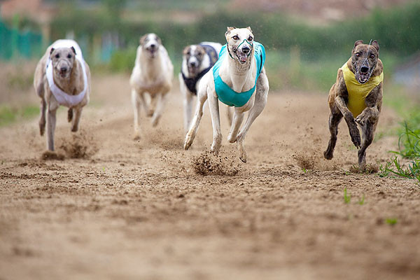 【서울=뉴시스】21일 아시아의 유일한 합법적인 개경주장이던 마카오 카니드롬 클럽이 87년 만에 폐쇄되고, 경주견 533마리가 정부에 입양됐다. 카니드롬 클럽에서 개 경주가 진행되고 있는 모습. 