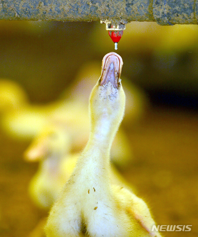 【나주=뉴시스】변재훈 기자 = 전남 전 지역에 발효된 폭염특보가 계속되는 가운데 지난 21일 오후 전남 나주시 세지면 한 오리농가에서 무더위에 지친 오리가 힘겹게 물을 마시고 있다. 2018.07.22.&nbsp; wisdom21@newsis.com 