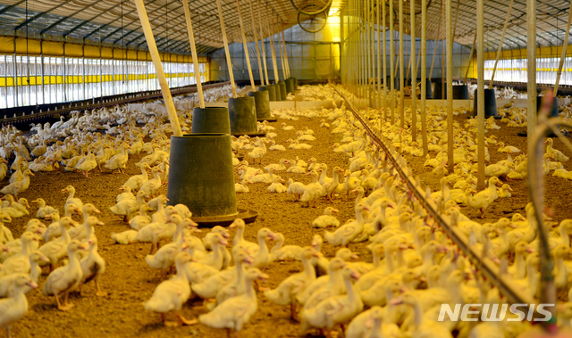 【나주=뉴시스】변재훈 기자 = 전남 전 지역에 발효된 폭염특보가 계속되는 가운데 지난 21일 오후 전남 나주시 세지면 한 오리농가에서 오리들이 가뿐 숨을 몰아쉬고 있다. 2018.07.22.&nbsp; wisdom21@newsis.com 